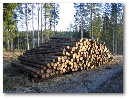 Logs in forest